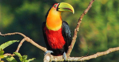 Pakshipathalam Bird Sanctuary