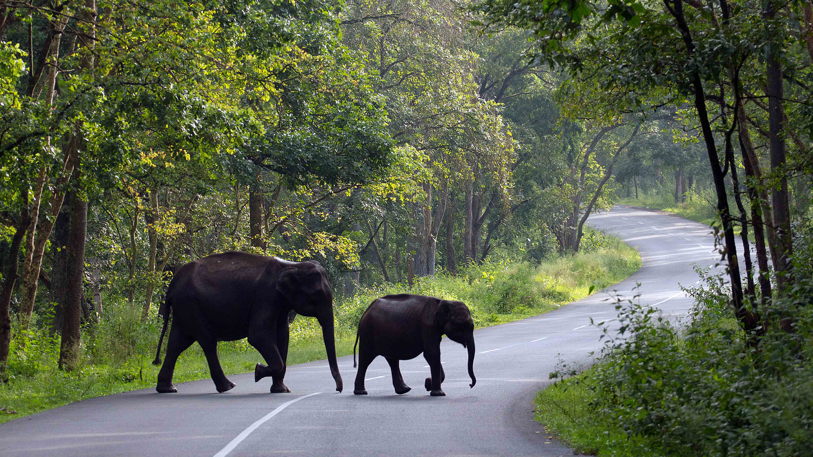 Enjoy Tour packages in Wayanad