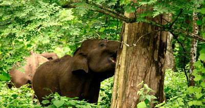 muthanga wildlife sanctuary wayanad