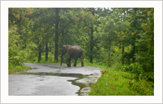 The The Coffee County Resorts Wayanad, Kerala, India