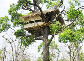 Cybele Tree House