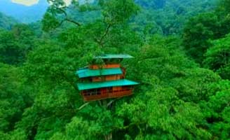Green Magic Tree house