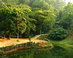 Rain Country Resort, Wayanad