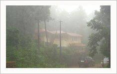 Tropical Forest Wayanad, Kerala, India