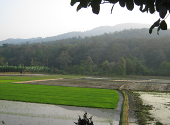 Vattakkuny Wild Orchid Cottages