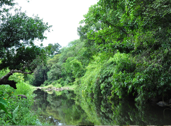 Vattakkuny Wild Orchid Cottages