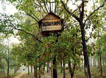 Vythiri Tree House